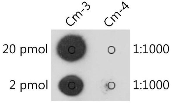 Anti-2'-O-methylcytidine/ Cm Antibody (CAB20306)