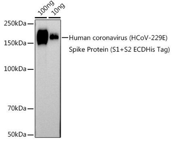 Anti-HCoV-229E Spike S2 Antibody (CAB20394)