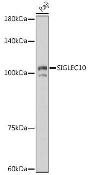 Anti-SIGLEC10 Antibody (CAB20413)