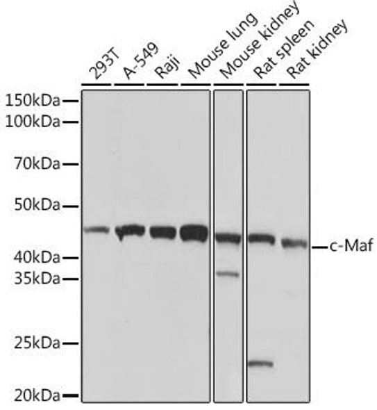 Anti-c-Maf Antibody (CAB3361)