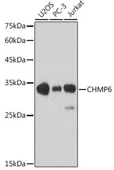 Anti-CHMP6 Antibody (CAB4975)