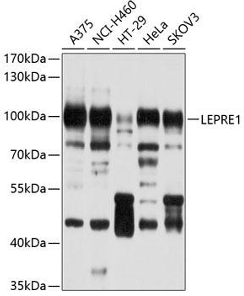 Anti-LEPRE1 Antibody (CAB10322)
