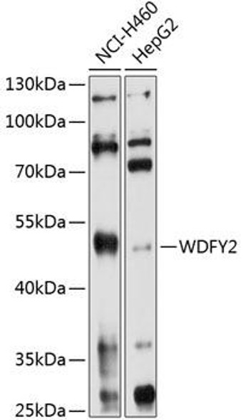 Anti-WDFY2 Antibody (CAB10598)