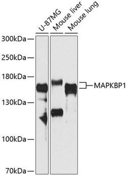 Anti-MAPKBP1 Antibody (CAB12576)