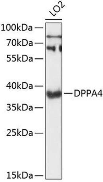 Anti-DPPA4 Antibody (CAB13725)