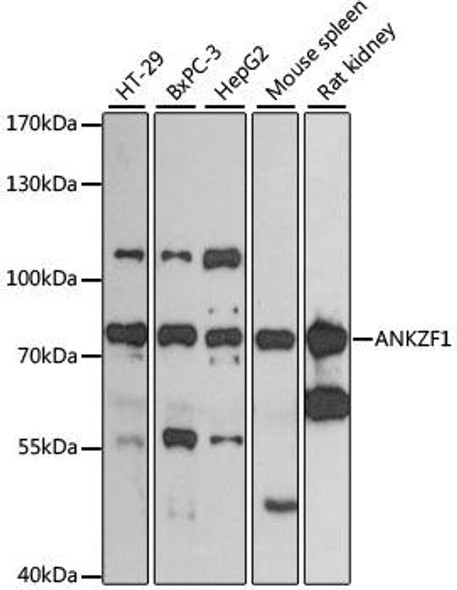Anti-ANKZF1 Antibody (CAB13786)