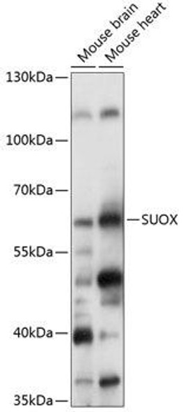 Anti-SUOX Antibody (CAB14258)