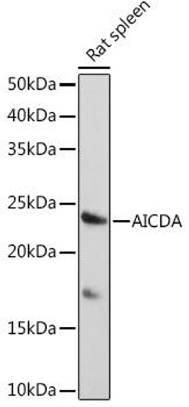 Anti-AICDA Antibody (CAB16217)