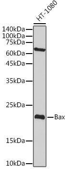 Anti-Bax [ARC5006-10] Monoclonal Antibody -Knockout Validated (CAB20227)