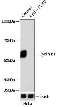 Anti-Cyclin B1 Monoclonal Antibody -Knockout Validated (CAB19037)