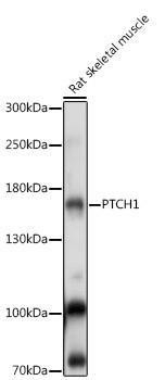 Anti-PTCH1 Antibody (CAB14772)