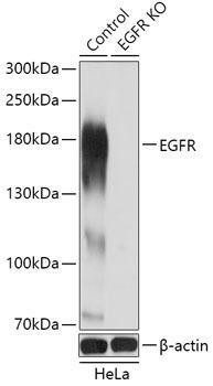 Anti-EGFR Antibody -Knockout Validated (CAB11351)