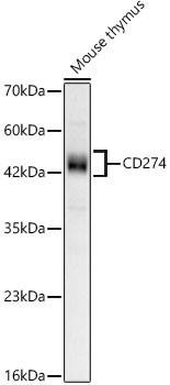 Anti-CD274 [ARC61782] Monoclonal Antibody (CAB23922)