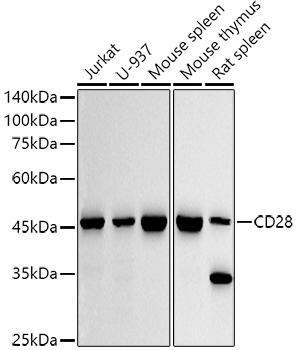 Anti-CD28 [ARC5082-01] Monoclonal Antibody (CAB20346)