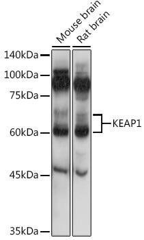 Anti-KEAP1 Antibody (CAB17062)