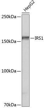 Anti-IRS1 Monoclonal Antibody (CAB19074)