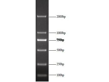 GenieLadder 2 kb DNA Ladder