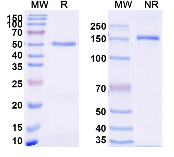 Anti-Nivolumab Neutralizing Antibody [SAA2246]