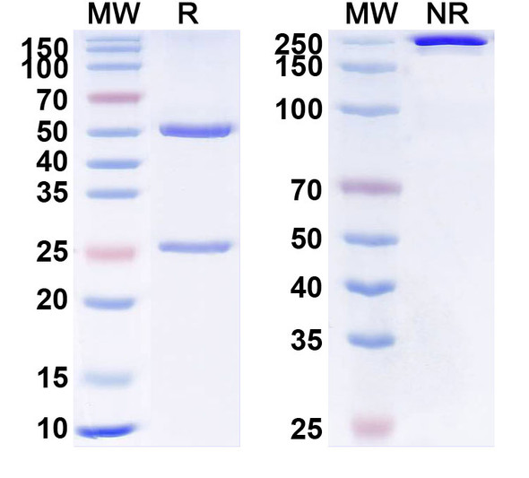 Anti-Etanercept Non-Neutralizing Antibody [SAA2445]
