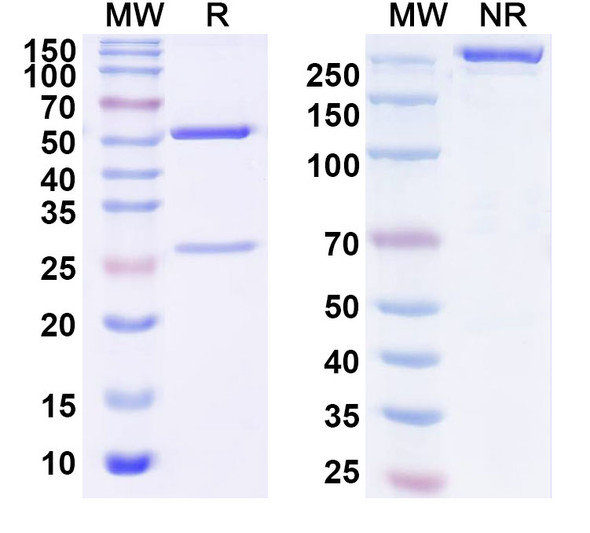 Anti-Abatacept Antibody [SAA2444]