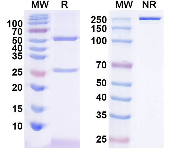 Anti-Nivolumab Neutralizing Antibody [SAA2577]