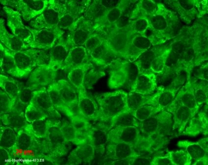 Immunocytochemistry/Immunofluorescence analysis using Mouse Anti-Hsp90 Monoclonal Antibody, Clone 4F3.E8 (STMA00028). Tissue: HaCaT cells. Species: Human. Fixation: Cold 100% methanol for 10 minutes at -20°C. Primary Antibody: Mouse Anti-Hsp90 Monoclonal Antibody (STMA00028) at 1:100 for 1 hour at RT. Secondary Antibody: FITC Goat Anti-Mouse (green) at 1:50 for 1 hour at RT.