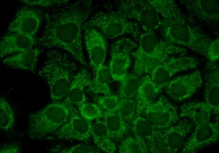Immunocytochemistry/Immunofluorescence analysis using Mouse Anti-Hsp90 alpha Monoclonal Antibody, Clone 2G5.G3 (STMA00027). Tissue: HaCaT cells. Species: Human. Fixation: Cold 100% methanol for 10 minutes at -20°C. Primary Antibody: Mouse Anti-Hsp90 alpha Monoclonal Antibody (STMA00027) at 1:100 for 1 hour at RT. Secondary Antibody: FITC Goat Anti-Mouse (green) at 1:50 for 1 hour at RT.