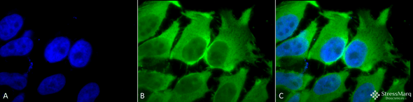 Immunocytochemistry/Immunofluorescence analysis using Mouse Anti-Hsc70 (Hsp73) Monoclonal Antibody, Clone 1F2-H5 (STMA00030). Tissue: Heat Shocked cervical cancer cells (HeLa). Species: Human. Fixation: 2% Formaldehyde for 20 min at RT. Primary Antibody: Mouse Anti-Hsc70 (Hsp73) Monoclonal Antibody (STMA00030) at 1:100 for 12 hours at 4°C. Secondary Antibody: FITC Goat Anti-Mouse (green) at 1:200 for 2 hours at RT.