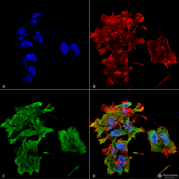 Immunocytochemistry/Immunofluorescence analysis using Mouse Anti-Alpha B Crystallin Monoclonal Antibody, Clone 3A10.C9 (STMA00040). Tissue: Neuroblastoma cell line (SK-N-BE). Species: Human. Fixation: 4% Formaldehyde for 15 min at RT. Primary Antibody: Mouse Anti-Alpha B Crystallin Monoclonal Antibody (STMA00040) at 1:100 for 60 min at RT. Secondary Antibody: Goat Anti-Mouse ATTO 488 at 1:100 for 60 min at RT.