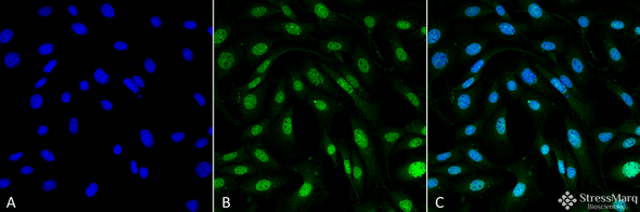 Immunocytochemistry/Immunofluorescence analysis using Mouse Anti-MDC1 Monoclonal Antibody, Clone P2B11 (STMA00055). Tissue: Fibroblast cell line (NIH 3T3). Species: Mouse. Fixation: 4% Formaldehyde for 15 min at RT. Primary Antibody: Mouse Anti-MDC1 Monoclonal Antibody (STMA00055) at 1:100 for 60 min at RT. Secondary Antibody: Goat Anti-Mouse ATTO 488 at 1:100 for 60 min at RT. Counterstain: DAPI (blue) nuclear stain at 1:5000 for 5 min RT.