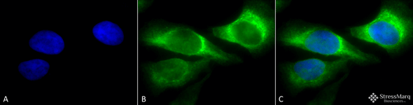 Immunocytochemistry/Immunofluorescence analysis using Mouse Anti-Hsp47 Monoclonal Antibody, Clone 1C4-1A6 (STMA00058). Tissue: Heat Shocked cervical cancer cells (HeLa). Species: Human. Fixation: 2% Formaldehyde for 20 min at RT. Primary Antibody: Mouse Anti-Hsp47 Monoclonal Antibody (STMA00058) at 1:100 for 12 hours at 4°C. Secondary Antibody: FITC Goat Anti-Mouse (green) at 1:200 for 2 hours at RT.