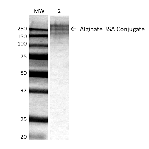 Western Blot analysis of ALL BSA-Alginate Conjugate showing detection of ~250 kDa Alginate protein using Mouse Anti-Alginate Monoclonal Antibody, Clone 3G4-1F5 (STMA00061). Lane 1: MW ladder. Lane 2: 0.625ug BSA:Alginate. Load: 0.625 µg. Block: 5% milk + TBST for 1 hour at RT. Primary Antibody: Mouse Anti-Alginate Monoclonal Antibody (STMA00061) at 1:500 for 1 hour at RT. Secondary Antibody: HRP Goat Anti-Mouse at 1:100 for 1 hour at RT.
