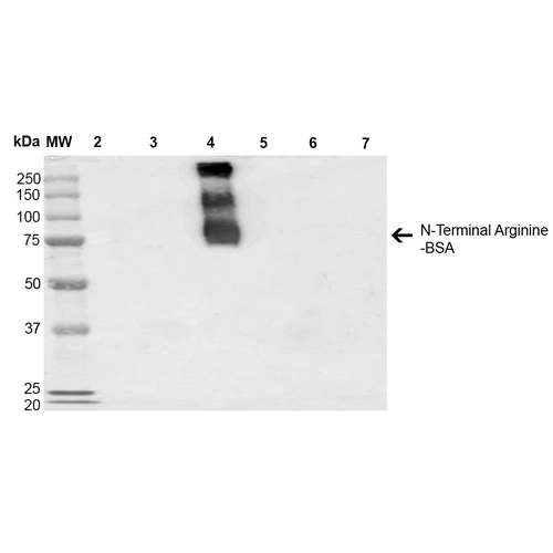 Western Blot analysis of N-terminal Arginine-BSA showing detection of 67 kDa N-terminal Arginylation protein using Mouse Anti-N-terminal Arginylation Monoclonal Antibody, Clone 4A9 (STMA00073). Lane 1: Molecular Weight Ladder (MW). Lane 2: BSA. Lane 3: RDHKH-BSA. Lane 4: REHKH-BSA. Lane 5: HKH-BSA. Lane 6: HKERD-BSA. Lane 7: HKRRE-BSA. Load: 0.5 µg. Block: 5% Skim Milk in 1X TBST.