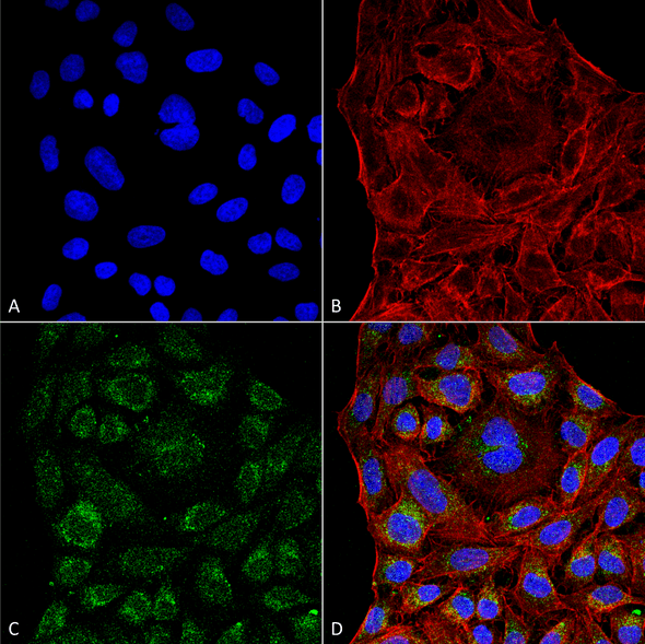 Immunocytochemistry/Immunofluorescence analysis using Mouse Anti-ERp57 Monoclonal Antibody, Clone 4F9 (STMA00076). Tissue: Cervical cancer cell line (HeLa). Species: Human. Fixation: 4% Formaldehyde for 15 min at RT. Primary Antibody: Mouse Anti-ERp57 Monoclonal Antibody (STMA00076) at 1:100 for 60 min at RT. Secondary Antibody: Goat Anti-Mouse ATTO 488 at 1:200 for 60 min at RT.