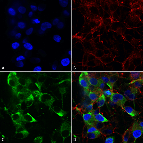 Immunocytochemistry/Immunofluorescence analysis using Mouse Anti-Slo2.2 Monoclonal Antibody, Clone N3/26 (STMA00092). Tissue: Neuroblastoma cells (SH-SY5Y). Species: Human. Fixation: 4% PFA for 15 min. Primary Antibody: Mouse Anti-Slo2.2 Monoclonal Antibody (STMA00092) at 1:50 for overnight at 4°C with slow rocking. Secondary Antibody: AlexaFluor 488 at 1:1000 for 1 hour at RT.