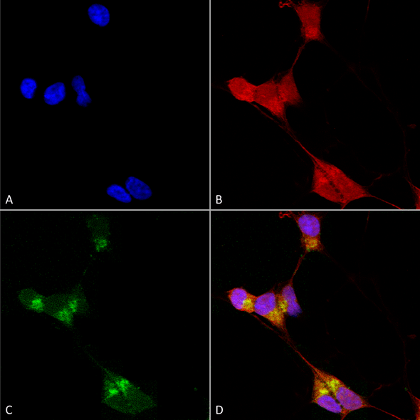 Immunocytochemistry/Immunofluorescence analysis using Mouse Anti-GABA-A Receptor Delta Monoclonal Antibody, Clone N151/3 (STMA00103). Tissue: Neuroblastoma cells (SH-SY5Y). Species: Human. Fixation: 4% PFA for 15 min. Primary Antibody: Mouse Anti-GABA-A Receptor Delta Monoclonal Antibody (STMA00103) at 1:100 for overnight at 4°C with slow rocking. Secondary Antibody: AlexaFluor 488 at 1:1000 for 1 hour at RT.