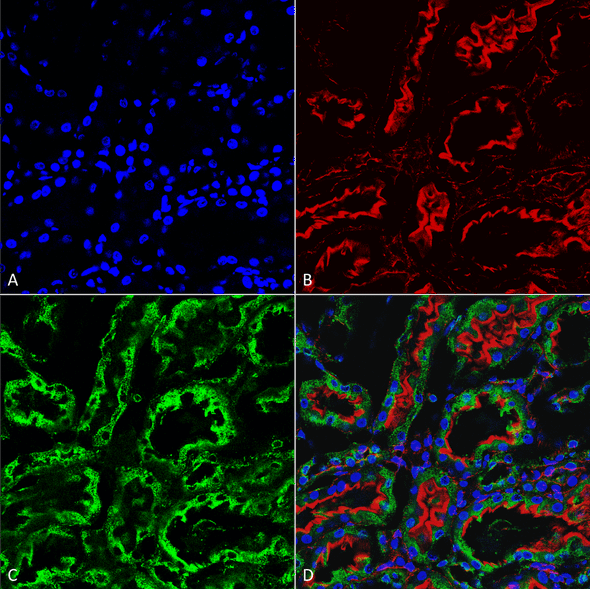 Immunohistochemistry analysis using Mouse Anti-KDEL Monoclonal Antibody, Clone 2C1 (STMA00195). Tissue: kidney. Species: Rat. Fixation: Formalin fixed, paraffin embedded. Primary Antibody: Mouse Anti-KDEL Monoclonal Antibody (STMA00195) at 1:25 for 1 hour at RT. Secondary Antibody: Goat Anti-Mouse IgG: Alexa Fluor 488. Counterstain: Actin-binding Phalloidin-Alexa Fluor 633; DAPI (blue) nuclear stain. Magnification: 63X.