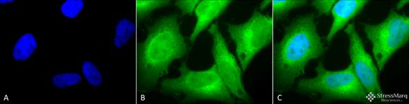 Immunocytochemistry/Immunofluorescence analysis using Rabbit Anti-HO-1 Polyclonal Antibody (STPA00009). Tissue: Heat Shocked Cervical cancer cell line (HeLa). Species: Human. Fixation: 2% Formaldehyde for 20 min at RT. Primary Antibody: Rabbit Anti-HO-1 Polyclonal Antibody (STPA00009) at 1:100 for 12 hours at 4°C. Secondary Antibody: FITC Goat Anti-Rabbit (green) at 1:200 for 2 hours at RT.