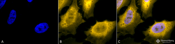 Immunocytochemistry/Immunofluorescence analysis using Chicken Anti-Hsp70 Polyclonal Antibody (STPA00028). Tissue: Heat Shocked Cervical cancer cell line (HeLa). Species: Human. Fixation: 2% Formaldehyde for 20 min at RT. Primary Antibody: Chicken Anti-Hsp70 Polyclonal Antibody (STPA00028) at 1:120 for 12 hours at 4°C. Secondary Antibody: R-PE Goat Anti-Chicken (yellow) at 1:200 for 2 hours at RT.