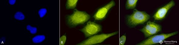 Immunocytochemistry/Immunofluorescence analysis using Rabbit Anti-AHA1 Polyclonal Antibody (STPA00032). Tissue: Heat Shocked Cervical cancer cell line (HeLa). Species: Human. Fixation: 2% Formaldehyde for 20 min at RT. Primary Antibody: Rabbit Anti-AHA1 Polyclonal Antibody (STPA00032) at 1:60 for 12 hours at 4°C. Secondary Antibody: R-PE Goat Anti-Rabbit (yellow) at 1:200 for 2 hours at RT.