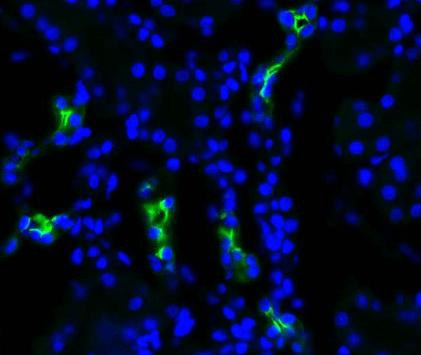 Immunohistochemistry analysis using Rabbit Anti-Aquaporin 2 Polyclonal Antibody (STPA00052). Tissue: kidney tissue. Species: Rat. Fixation: 4% paraformaldehyde-lysine-periodate. Primary Antibody: Rabbit Anti-Aquaporin 2 Polyclonal Antibody (STPA00052) at 1:200 for 75 min at RT. Secondary Antibody: FITC Goat Anti-Rabbit (green) for 1 hour at RT. 4 µm cryostat sections.