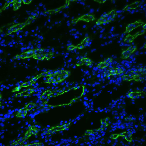 Immunohistochemistry analysis using Rabbit Anti-Aquaporin 3 Polyclonal Antibody (STPA00053). Tissue: kidney tissue. Species: Rat. Fixation: 4% paraformaldehyde-lysine-periodate. Primary Antibody: Rabbit Anti-Aquaporin 3 Polyclonal Antibody (STPA00053) at 1:200 for 75 min at RT. Secondary Antibody: FITC Goat Anti-Rabbit (green) for 1 hour at RT. 4 µm cryostat sections.