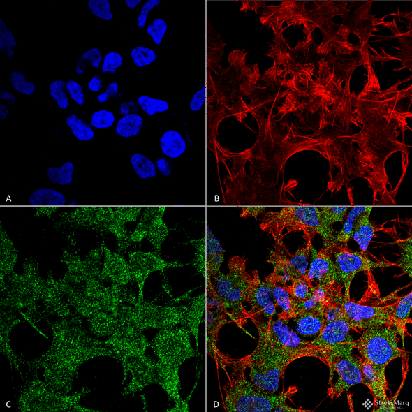 Immunocytochemistry/Immunofluorescence analysis using Rabbit Anti-GABARAP Polyclonal Antibody (STPA00061). Tissue: Neuroblastoma cell line (SK-N-BE). Species: Human. Fixation: 4% Formaldehyde for 15 min at RT. Primary Antibody: Rabbit Anti-GABARAP Polyclonal Antibody (STPA00061) at 1:100 for 60 min at RT. Secondary Antibody: Goat Anti-Rabbit ATTO 488 at 1:100 for 60 min at RT.