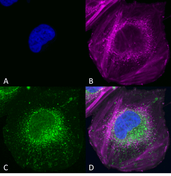 Immunocytochemistry/Immunofluorescence analysis using Rabbit Anti-Beclin 1 Polyclonal Antibody (STPA00058). Tissue: SK-N-BE. Species: Human. Primary Antibody: Rabbit Anti-Beclin 1 Polyclonal Antibody (STPA00058) at 1:200 for Overnight. Secondary Antibody: Anti-Rabbit: AlexaFluor 555 at 1:1000. Counterstain: Hoechst, Phalloidin AlexaFluor 647 at 1:1000. Localization: Mitochondria, endosomes/exosomes.