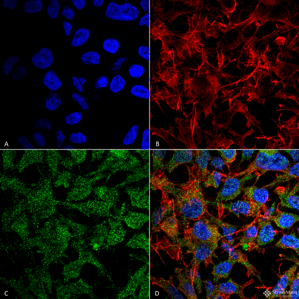 Immunocytochemistry/Immunofluorescence analysis using Rabbit Anti-BDNF Polyclonal Antibody (STPA00072). Tissue: Neuroblastoma cell line (SK-N-BE). Species: Human. Fixation: 4% Formaldehyde for 15 min at RT. Primary Antibody: Rabbit Anti-BDNF Polyclonal Antibody (STPA00072) at 1:100 for 60 min at RT. Secondary Antibody: Goat Anti-Rabbit ATTO 488 at 1:100 for 60 min at RT.