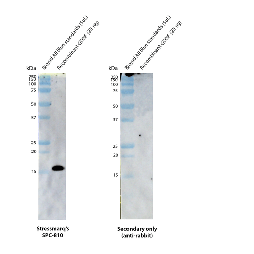 Western blot analysis with anti-GDNF polyclonal antibody (STPA00090) showing detection of human recombinant GDNF protein (SinoBiological 10561-HNAE). This recombinant protein has a predicted molecular weight of 15.2 kDa. Block: 5% skim milk. Primary Antibody: Rabbit Anti-GDNF Polyclonal Antibody (STPA00090) at 1:5000 for 2 hours at RT. Secondary Antibody: Goat anti-rabbit IgG:HRP at 1:5000 for 1 hour at RT.