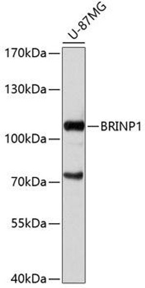 Anti-BRINP1 Antibody (CAB11723)