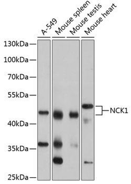 Anti-NCK1 Antibody (CAB13332)