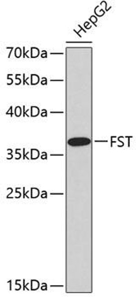 Anti-FST Antibody (CAB2936)