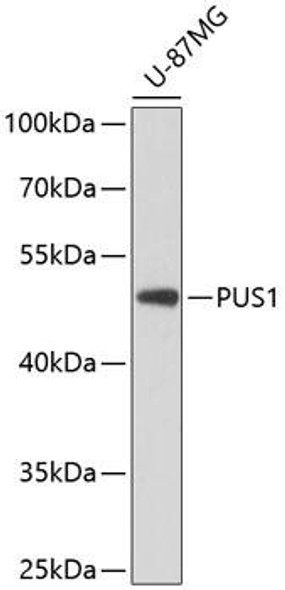 Anti-PUS1 Antibody (CAB8720)